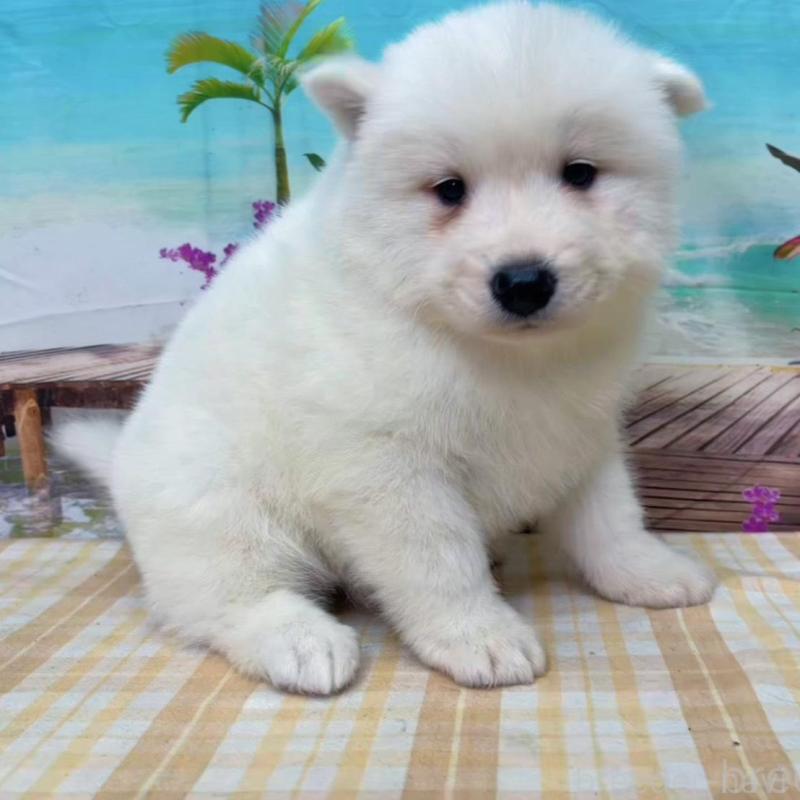 販売中の千葉県のサモエド-438107の4枚目