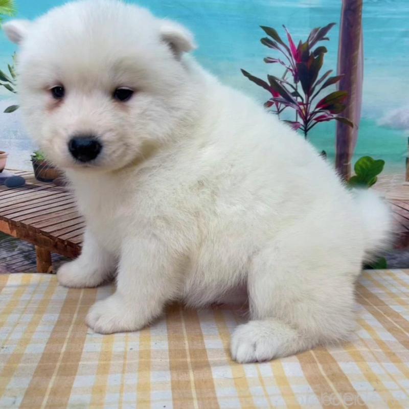 販売中の千葉県のサモエド-438107の3枚目