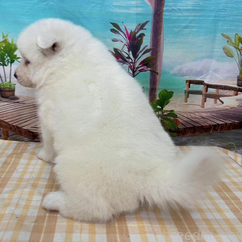 販売中の千葉県のサモエド-438107の2枚目