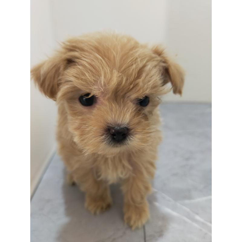 販売中の宮崎県のマルプー:マルチーズ×トイプードル-438108の4枚目