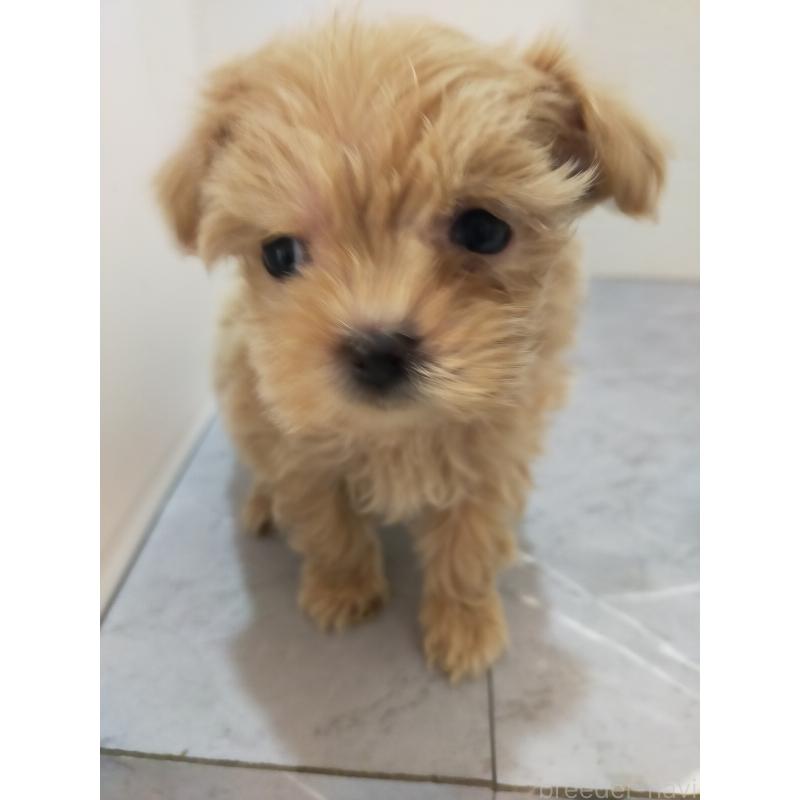 販売中の宮崎県のマルプー:マルチーズ×トイプードル-438108の3枚目