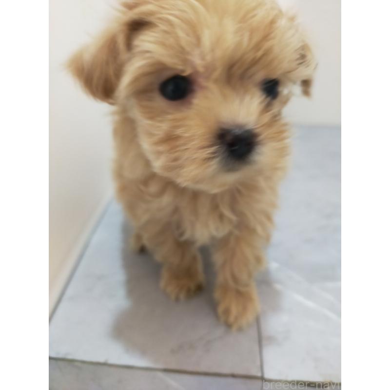 販売中の宮崎県のマルプー:マルチーズ×トイプードル-438108の2枚目