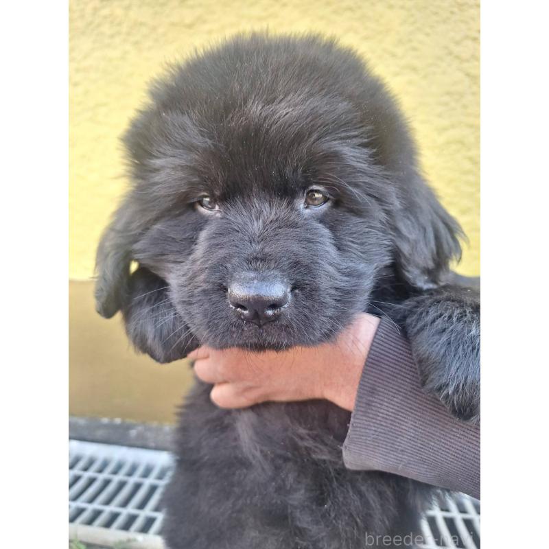 販売中の千葉県のニューファンドランド-438110の4枚目