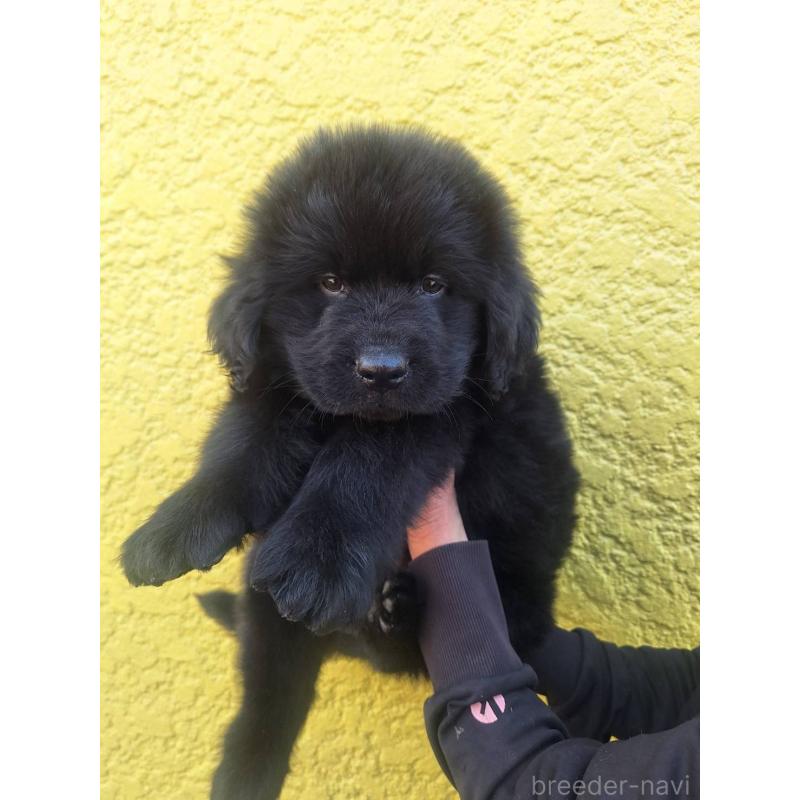 販売中の千葉県のニューファンドランド-438110の3枚目