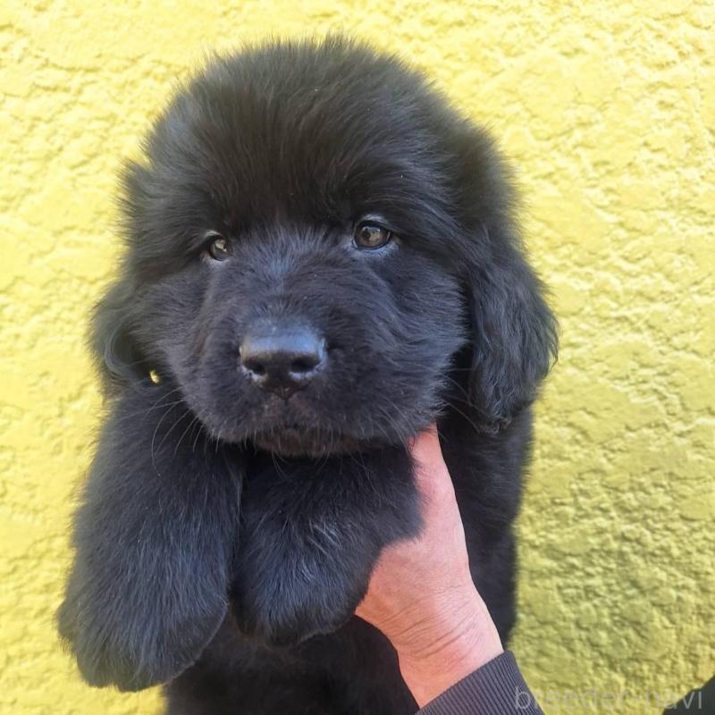 販売中の千葉県のニューファンドランド-438110の1枚目