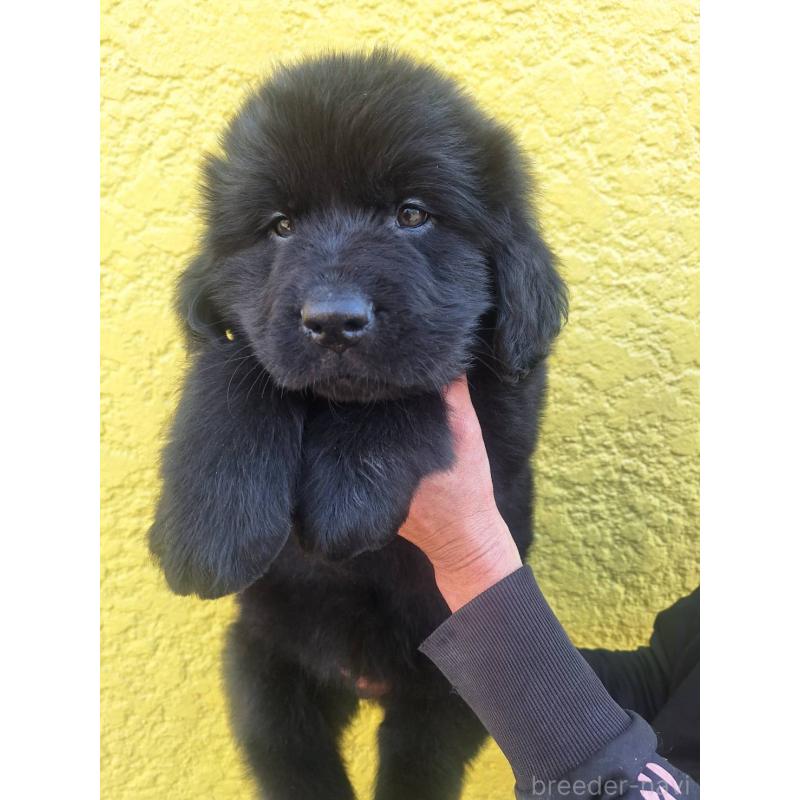 販売中の千葉県のニューファンドランド-438110の2枚目