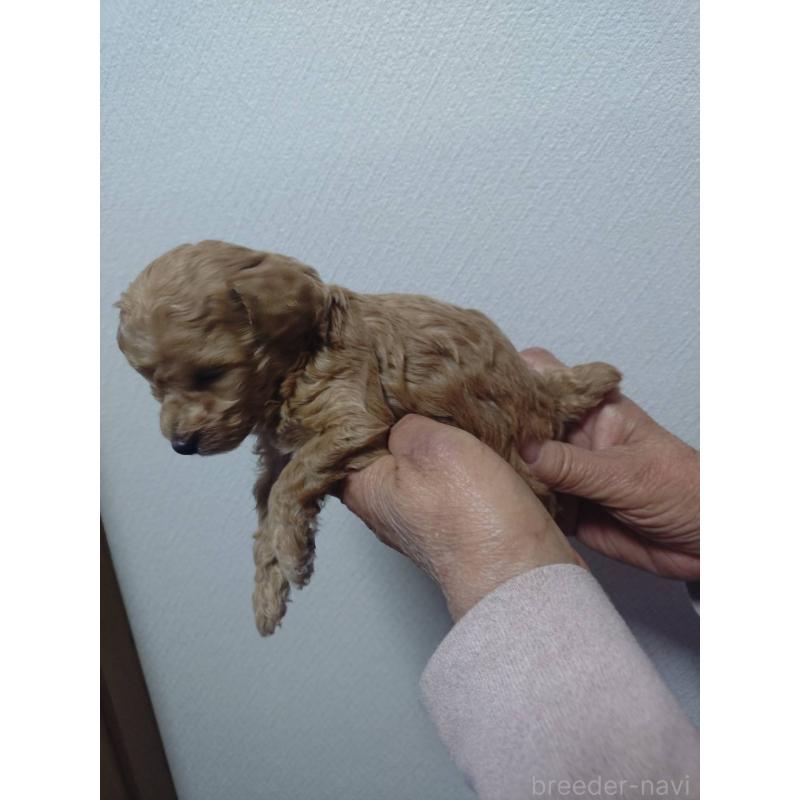 販売中の広島県のトイプードル-438111の2枚目