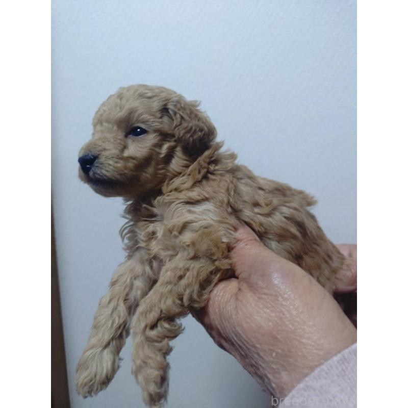 販売中の広島県のトイプードル-438112の2枚目