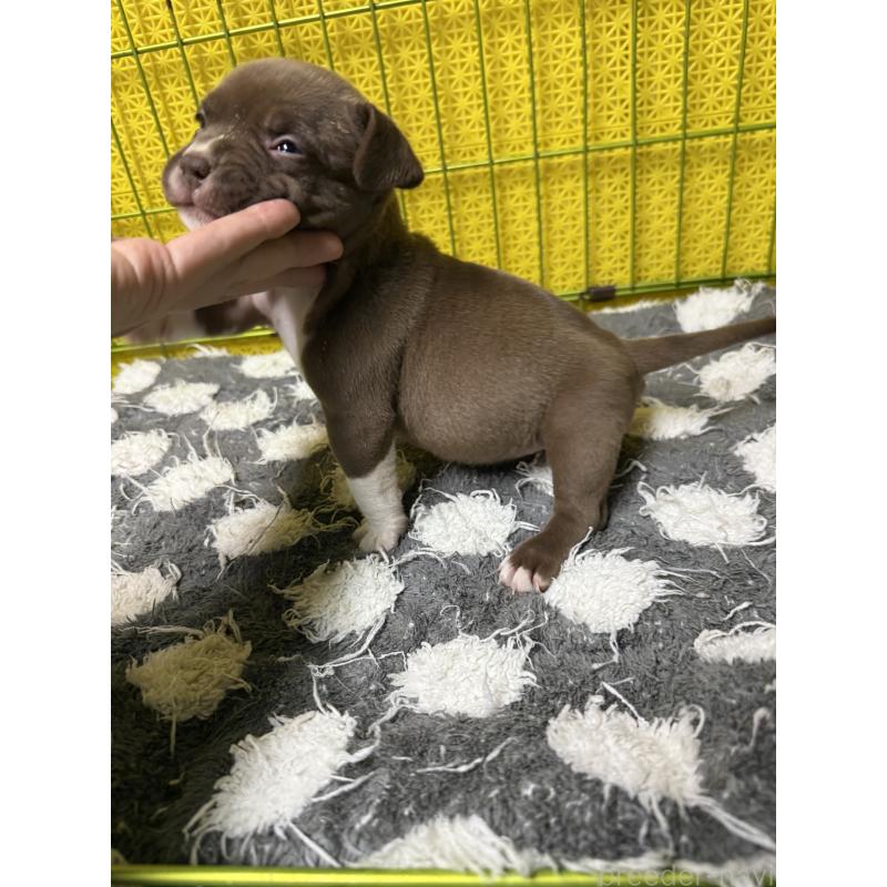 販売中の茨城県のエキゾチックブリー-438114の5枚目