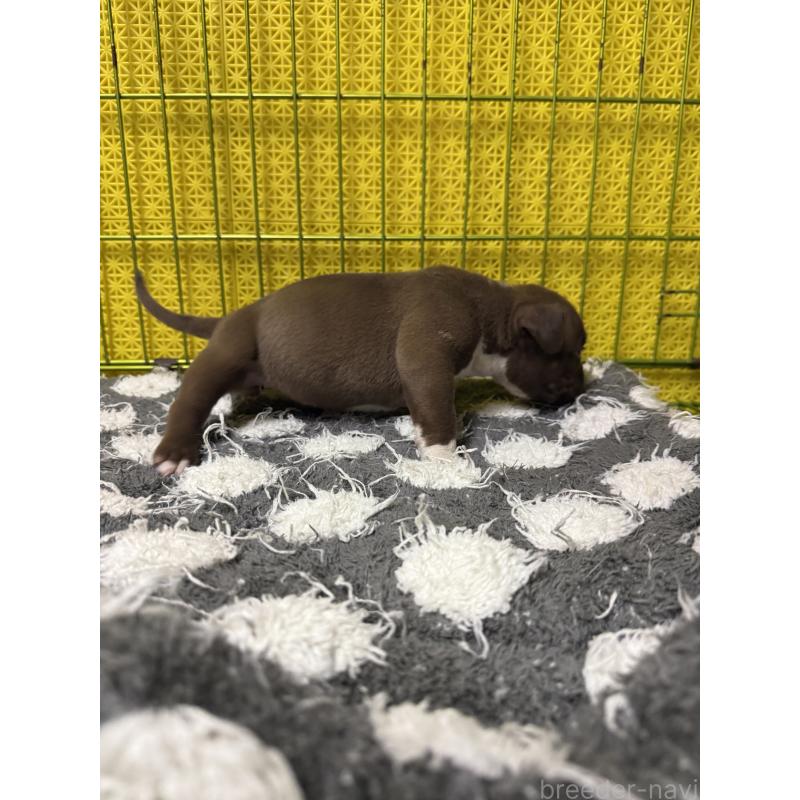 販売中の茨城県のエキゾチックブリー-438114の3枚目