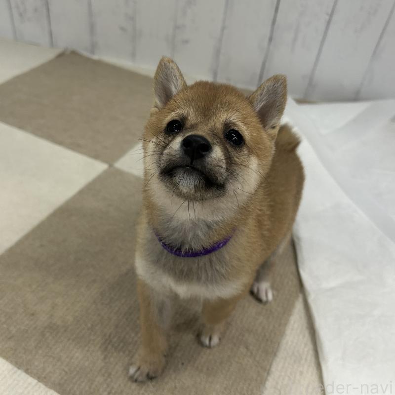販売中の鹿児島県の豆柴-432162の15枚目