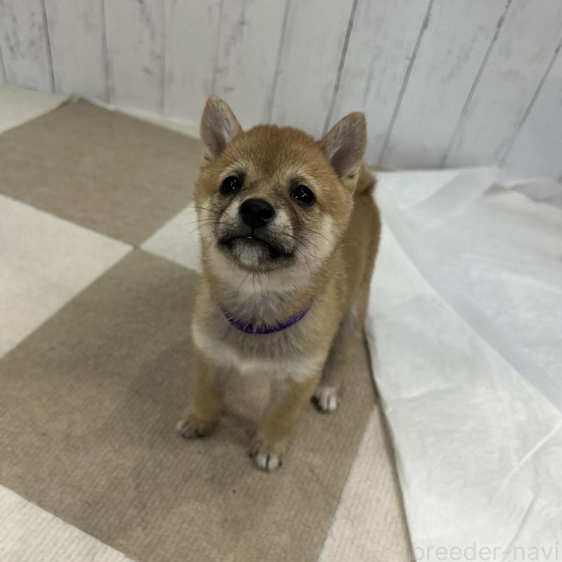 販売中の鹿児島県の豆柴-432162の14枚目