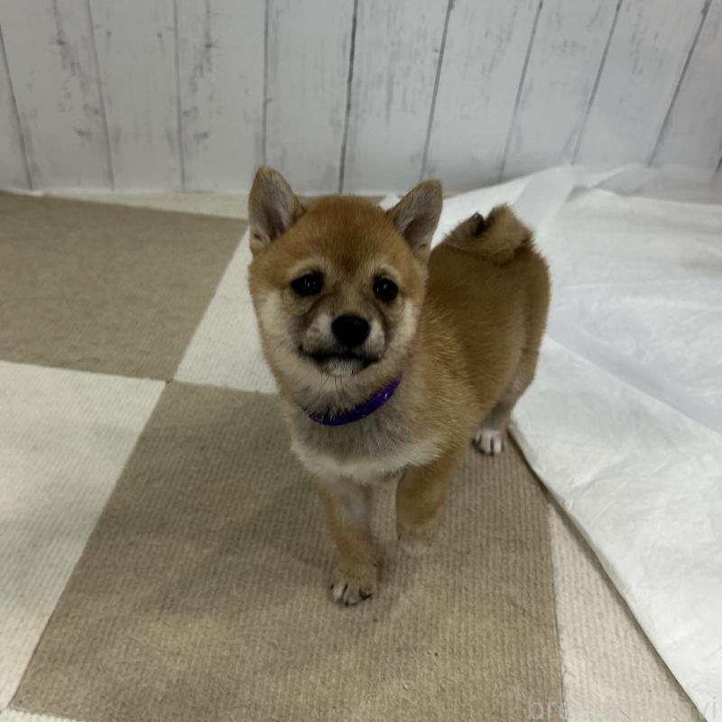 販売中の鹿児島県の豆柴-432162の13枚目