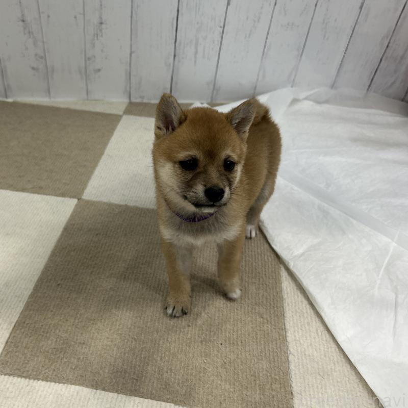 販売中の鹿児島県の豆柴-432162の12枚目