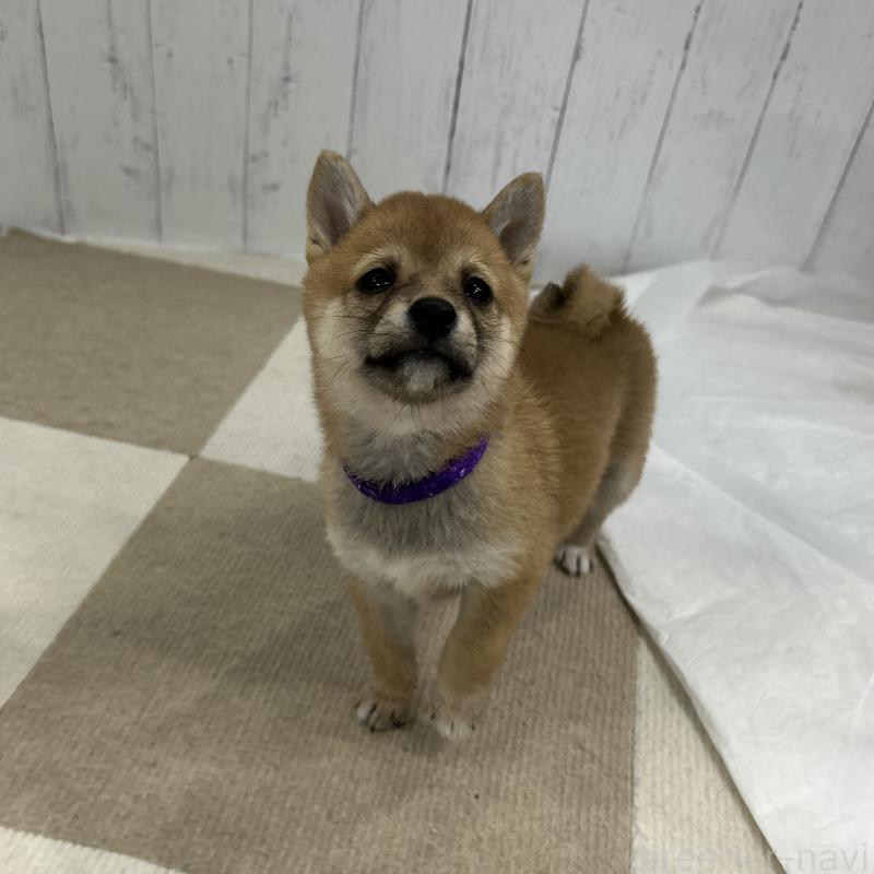 販売中の鹿児島県の豆柴-432162の11枚目