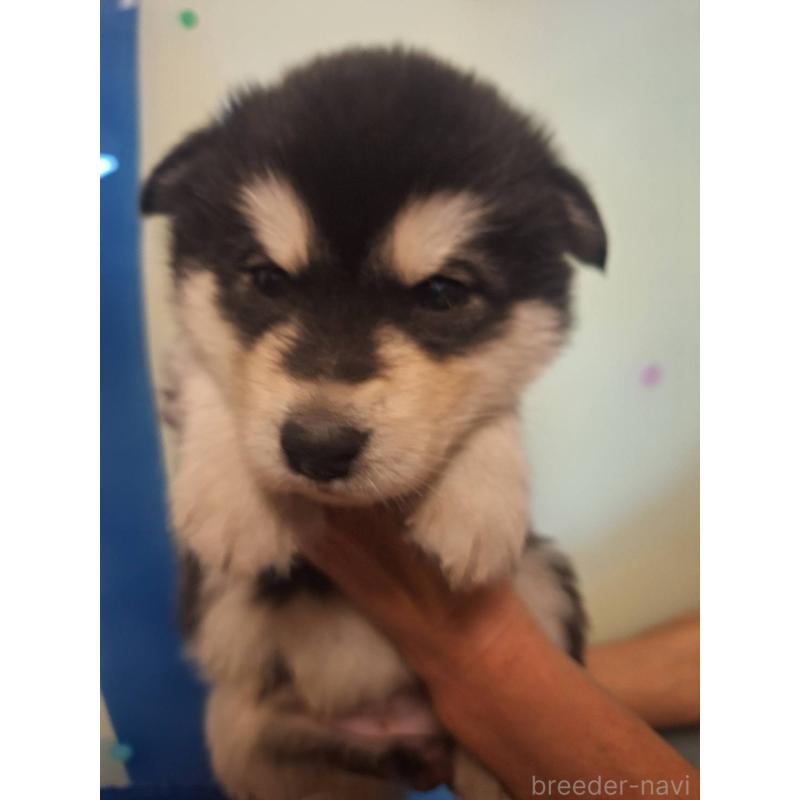 販売中の千葉県のアラスカンマラミュート-438113の5枚目