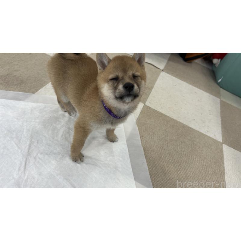 販売中の鹿児島県の豆柴-432162の10枚目