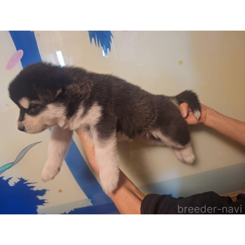 販売中の千葉県のアラスカンマラミュート-438113の6枚目