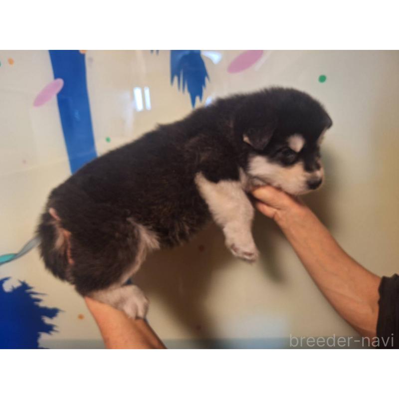 販売中の千葉県のアラスカンマラミュート-438113の4枚目