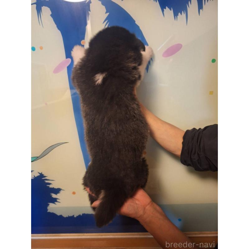 販売中の千葉県のアラスカンマラミュート-438113の3枚目