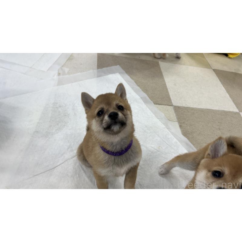 販売中の鹿児島県の豆柴-432162の9枚目