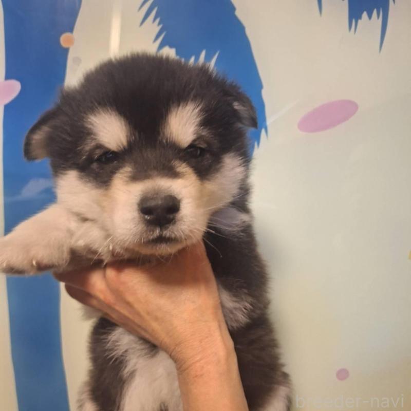 販売中の千葉県のアラスカンマラミュート-438113の1枚目