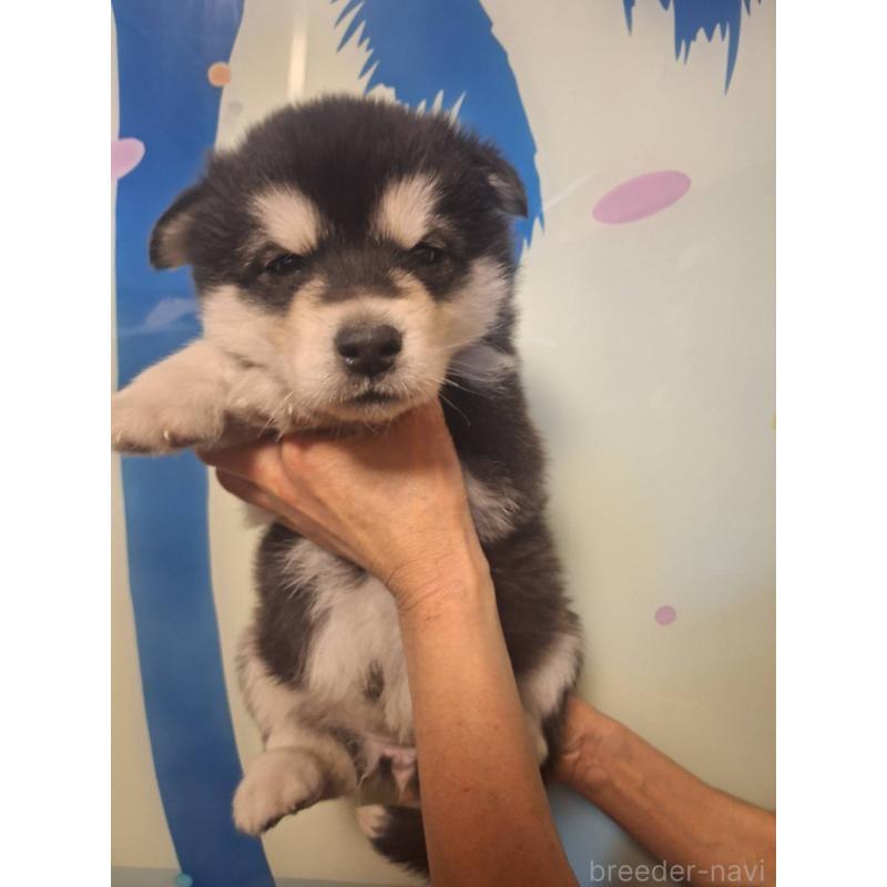 販売中の千葉県のアラスカンマラミュート-438113の2枚目