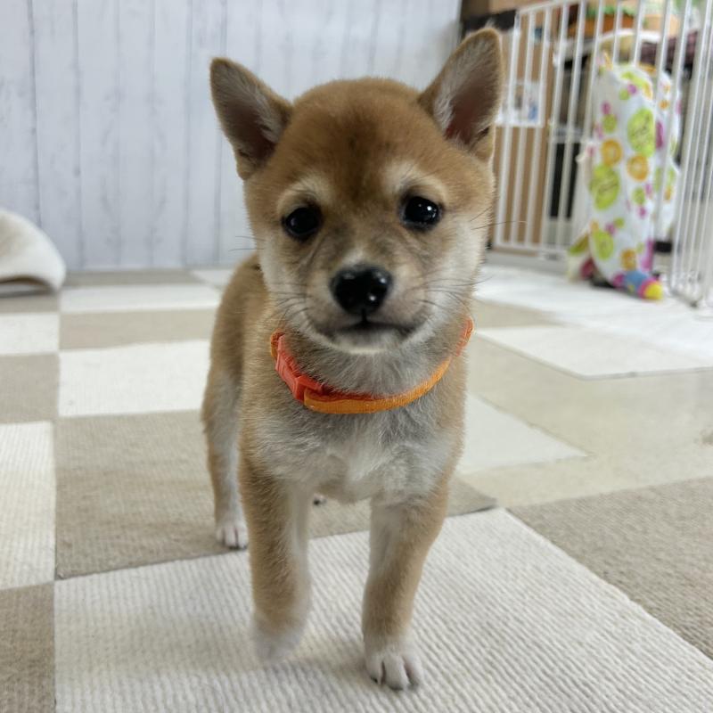 販売中の鹿児島県の豆柴-432165