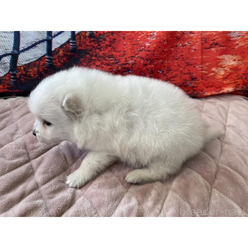 販売中の千葉県の日本スピッツ-438116の5枚目