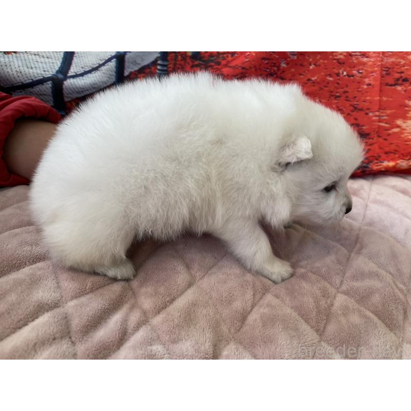 販売中の千葉県の日本スピッツ-438116の4枚目