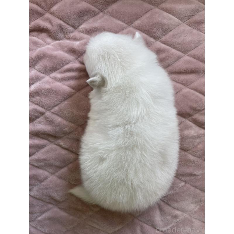 販売中の千葉県の日本スピッツ-438116の3枚目