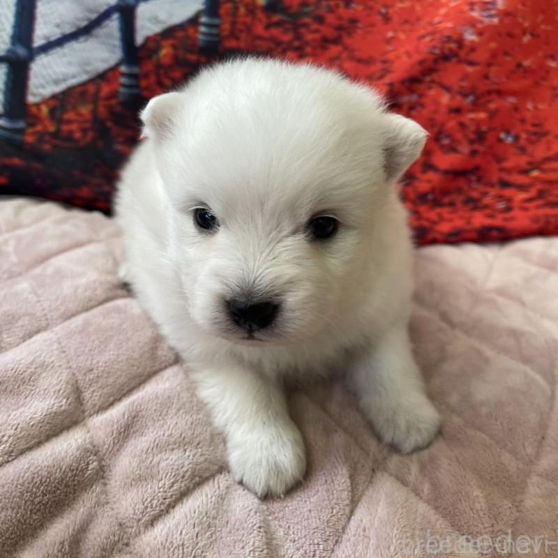 販売中の千葉県の日本スピッツ-438116の2枚目