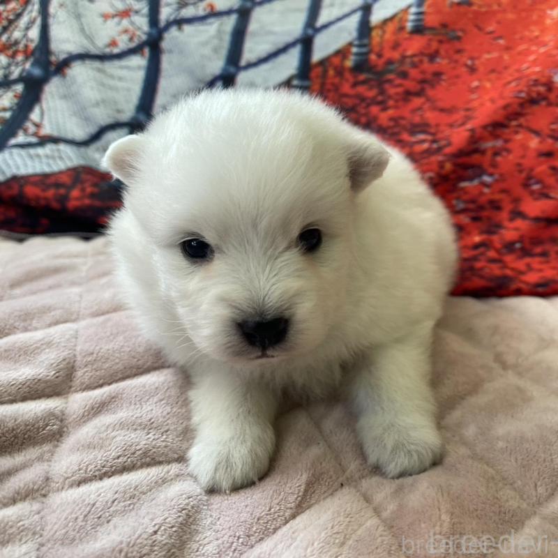 販売中の千葉県の日本スピッツ-438116