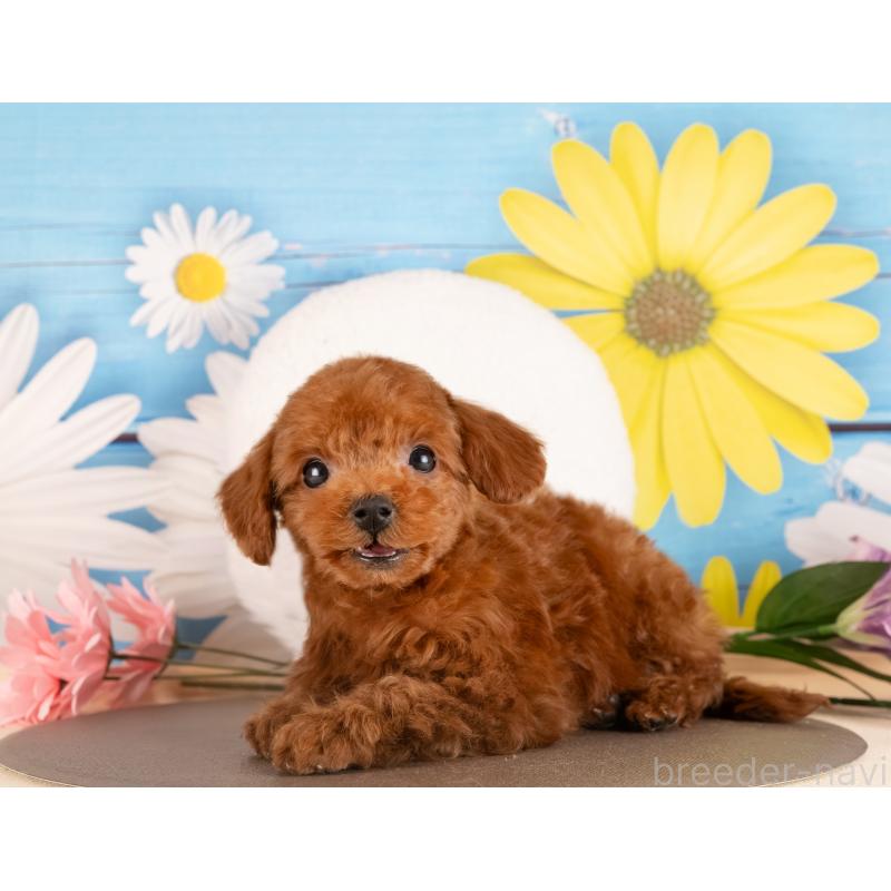 販売中の愛知県のトイプードル-437616の5枚目