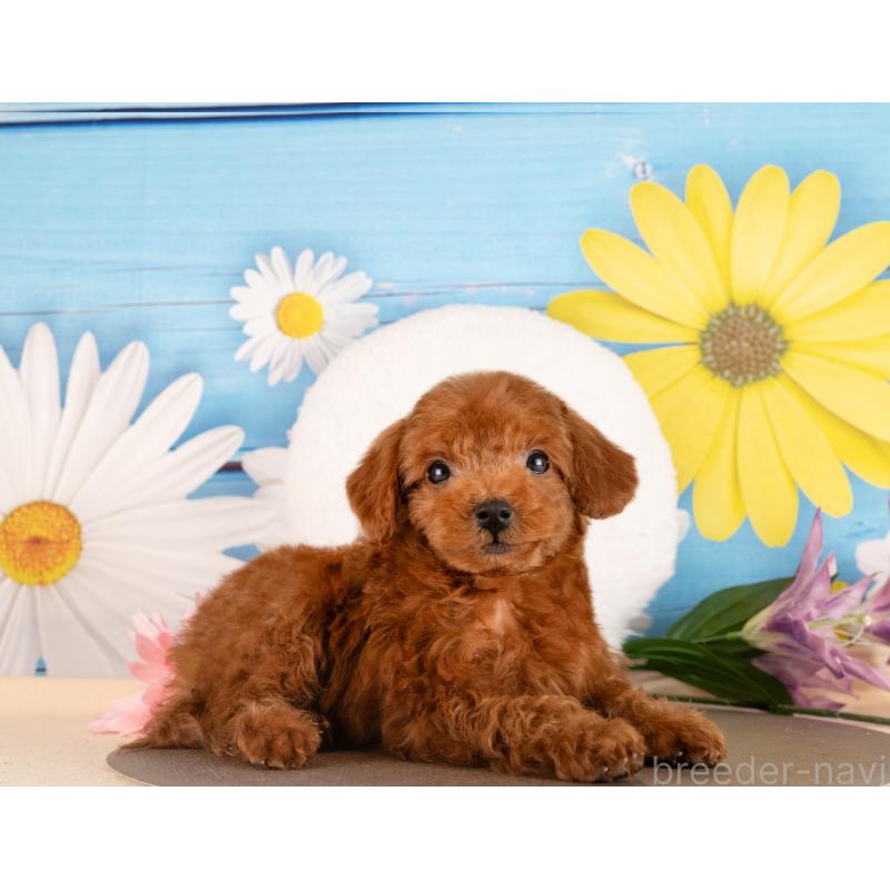 販売中の愛知県のトイプードル-437616の4枚目