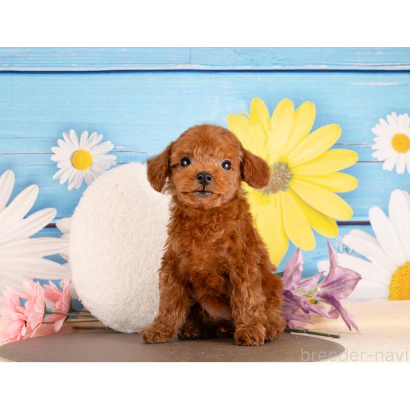 販売中の愛知県のトイプードル-437616の2枚目