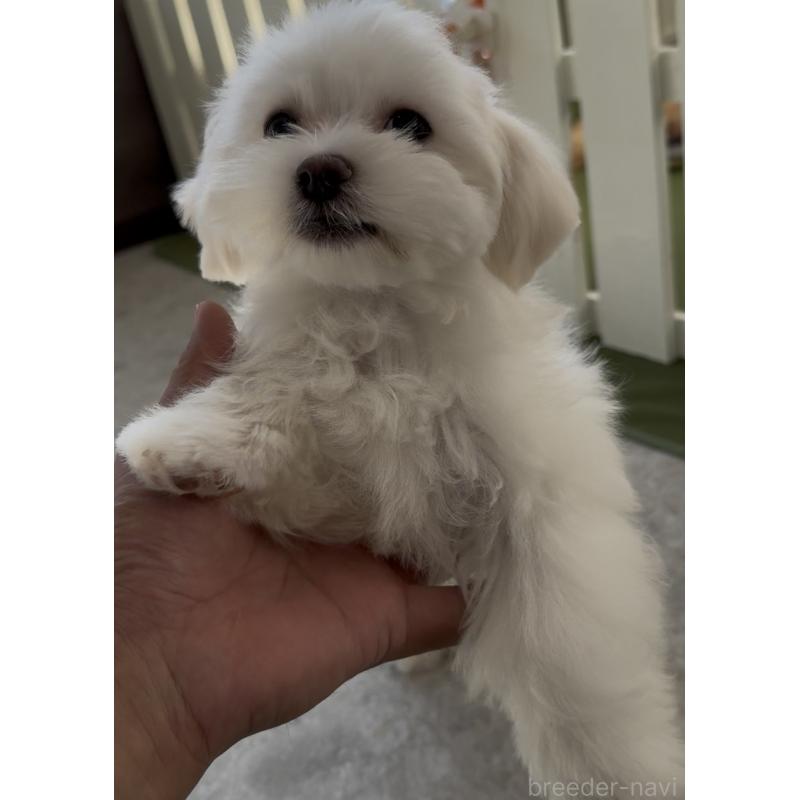 販売中の福岡県のミックス犬-427297の6枚目