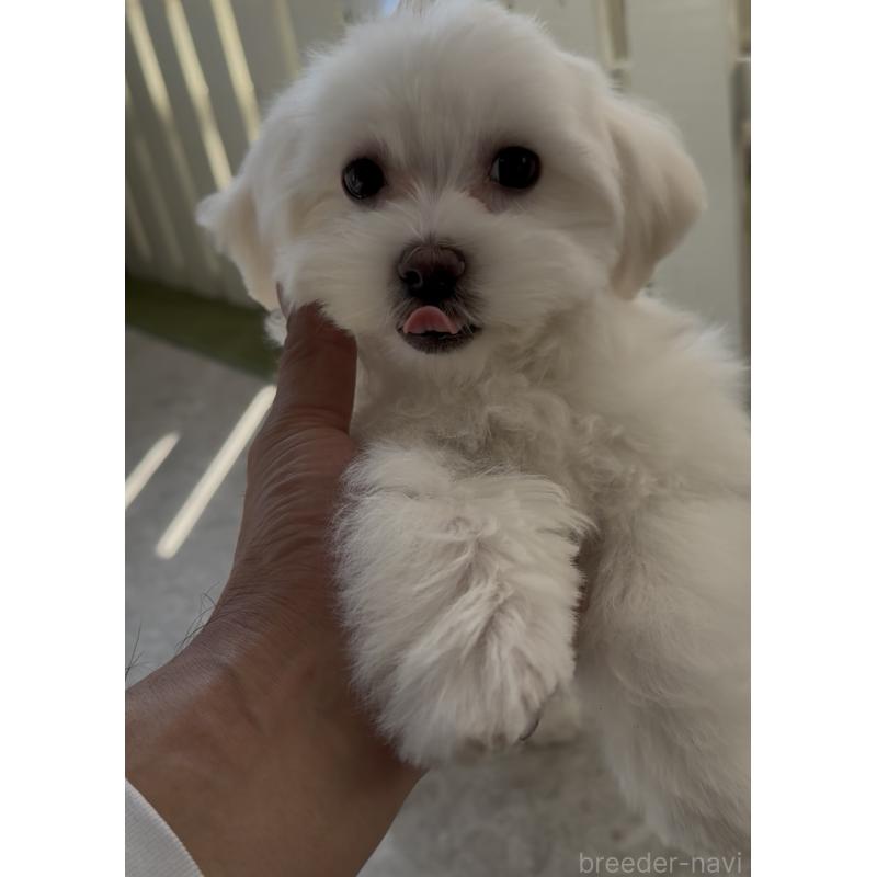 販売中の福岡県のミックス犬-427297の5枚目