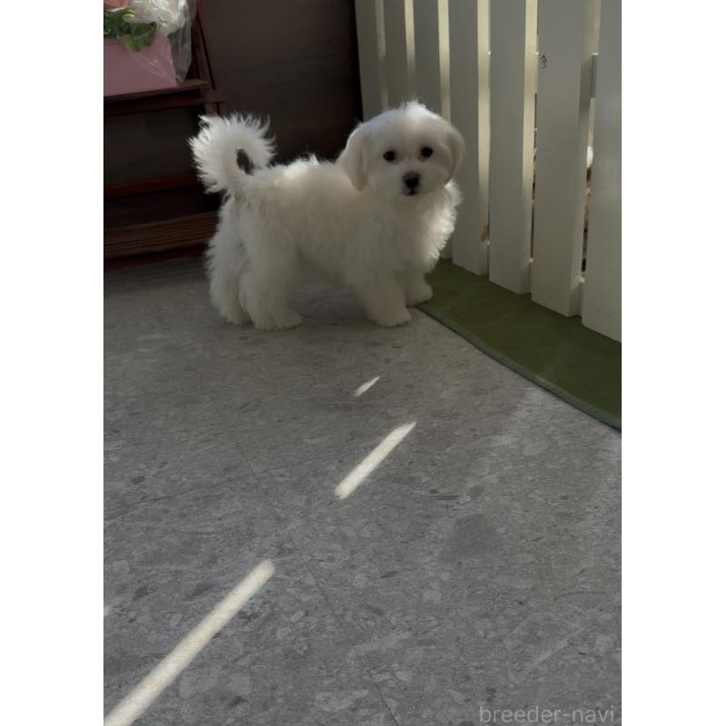 販売中の福岡県のミックス犬-427297の4枚目