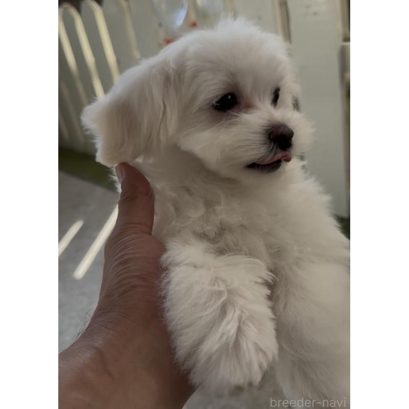 販売中の福岡県のミックス犬-427297の3枚目