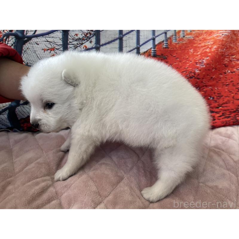 販売中の千葉県の日本スピッツ-438117の4枚目