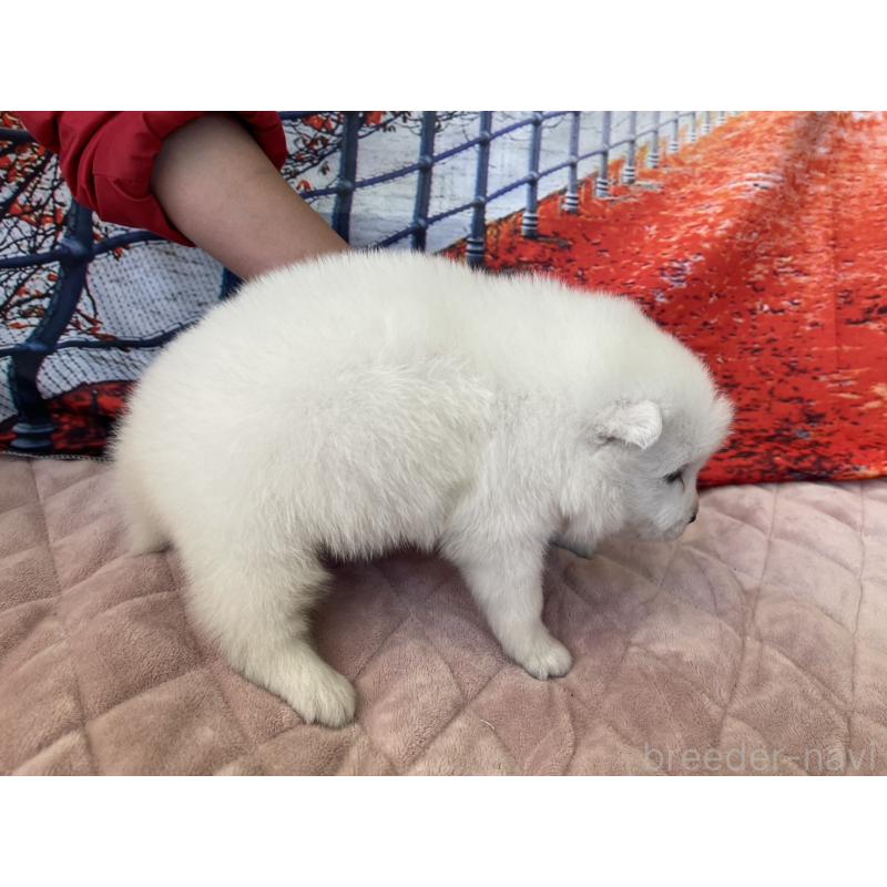 販売中の千葉県の日本スピッツ-438117の3枚目