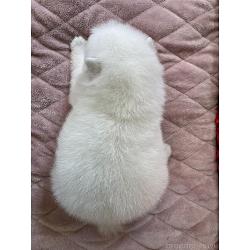 販売中の千葉県の日本スピッツ-438117の2枚目