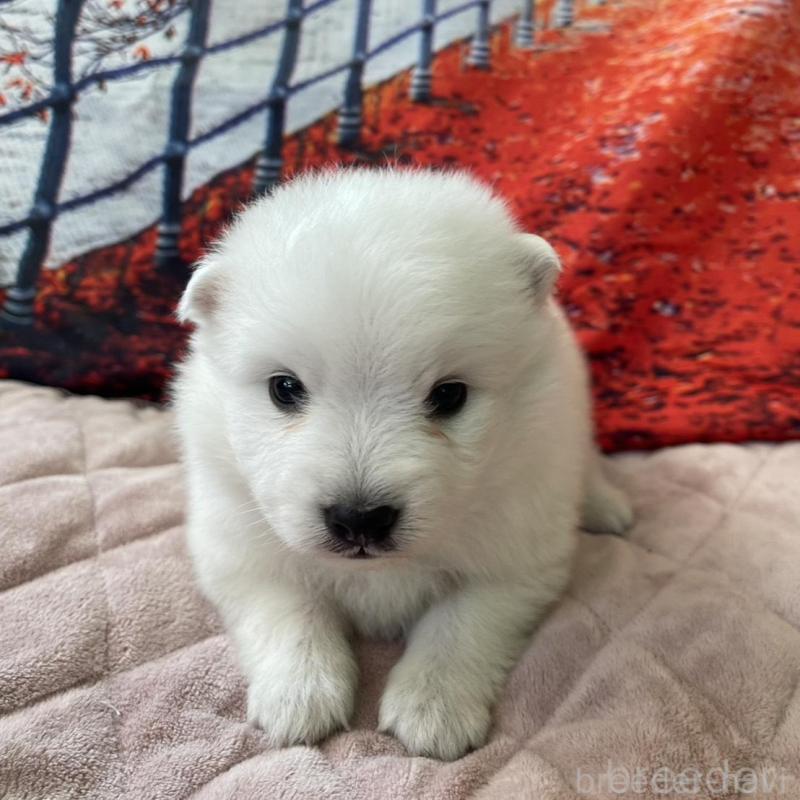 販売中の千葉県の日本スピッツ-438117の1枚目