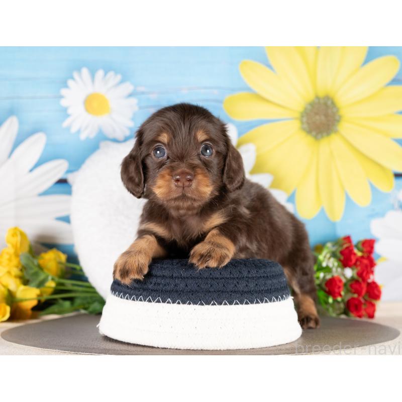 販売中の愛知県のミニチュアダックスフンド(ロングヘアード)-437084の2枚目