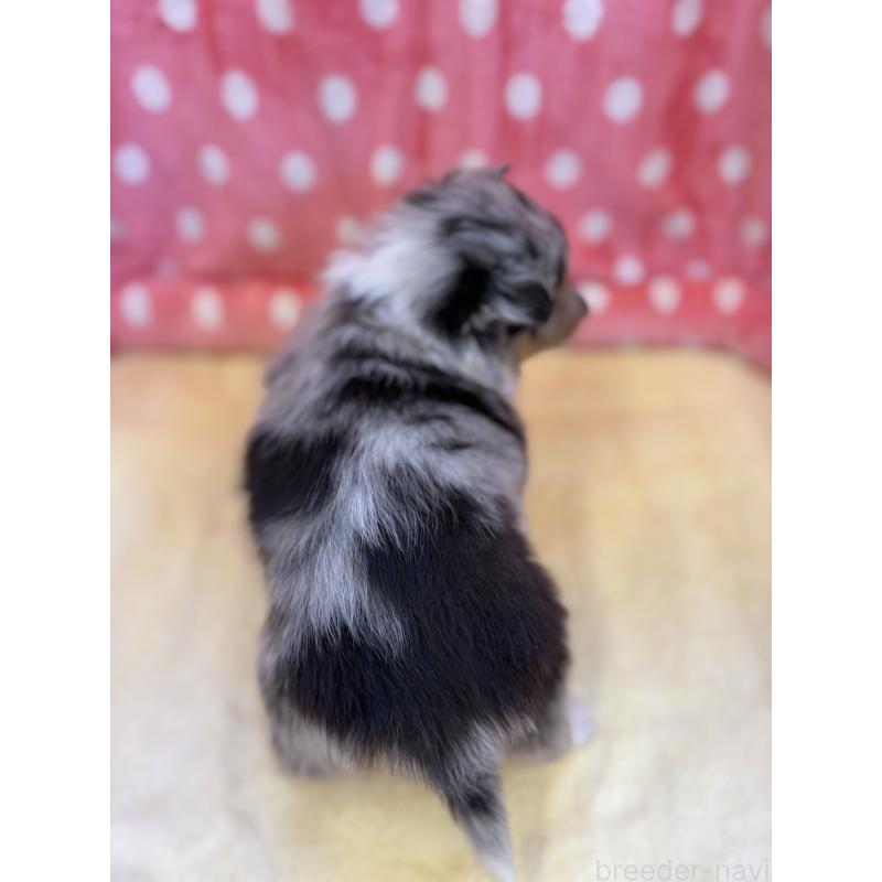 成約済の静岡県のシェットランドシープドッグ(シェルティ)-435239の11枚目