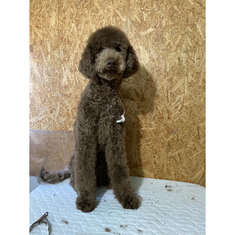 成約済の茨城県のスタンダードプードル-394841の4枚目