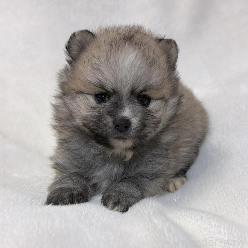 販売中の山口県のポメラニアン-438121の1枚目