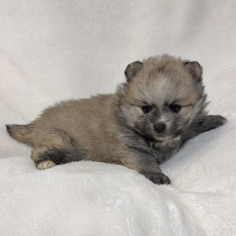 販売中の山口県のポメラニアン-438121の4枚目