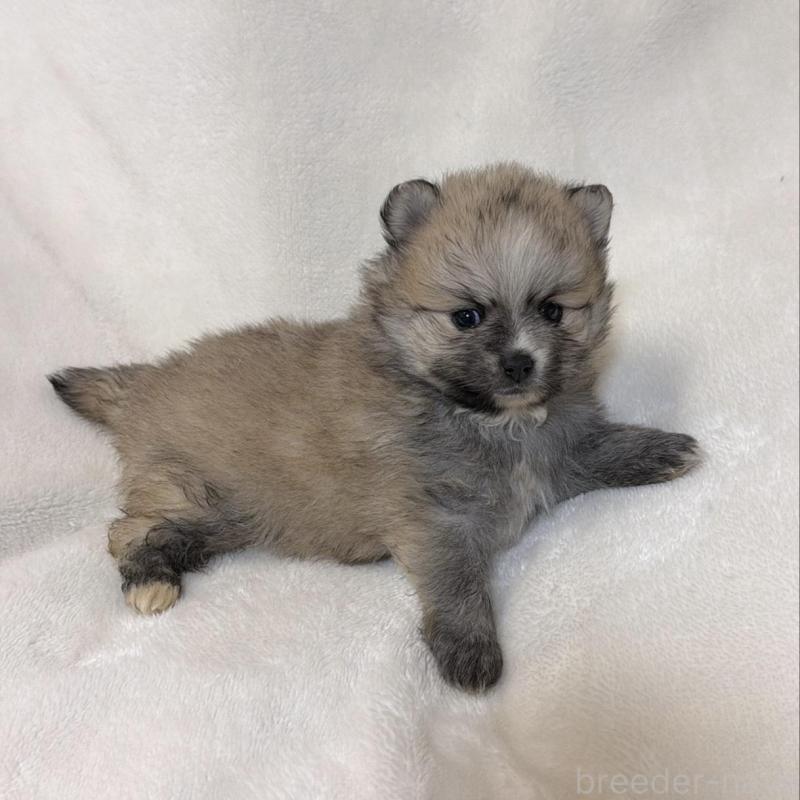 販売中の山口県のポメラニアン-438121の3枚目